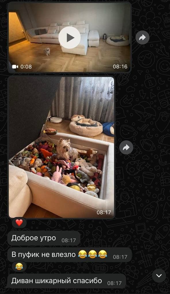 Молочный диван с пуфом-ящиком, полным мягких игрушек, внутри сидит йоркширский терьер